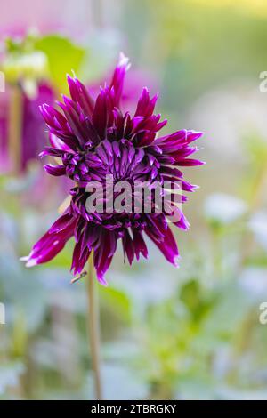 Dahlia à fleurs de nénuphars, gros plan dans la nature Banque D'Images