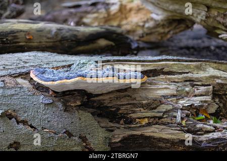 Champignon, véritable champignon de l'étain (Fomes fomentarius) sur un tronc d'arbre mort Banque D'Images