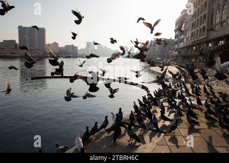 Grand troupeau de pigeons volant à la crique de Dubaï dans la matinée, Dubaï, Émirats arabes Unis. Banque D'Images