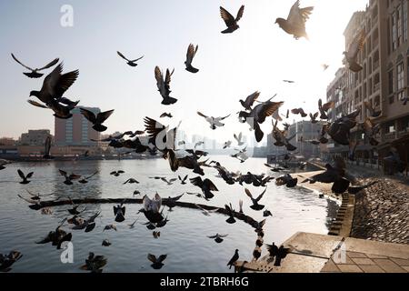 Grand troupeau de pigeons volant à la crique de Dubaï dans la matinée, Dubaï, Émirats arabes Unis. Banque D'Images