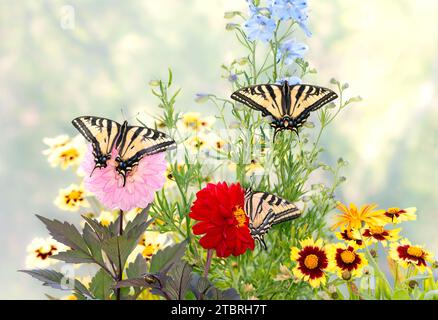 Macro de 3 queues d'araignée de tigre de l'Ouest (Papilio rutulus) se nourrissant ensemble d'un delphinium. Vue de dessus avec ailes écartées ouvertes. Banque D'Images