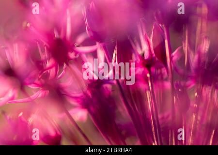 Allium 'Purple sensation' fleurs, macro, fleur, abstrait Banque D'Images