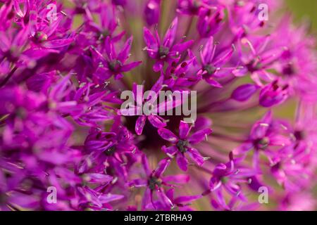 Allium 'Purple sensation' fleurit, gros plan, tête de fleur Banque D'Images