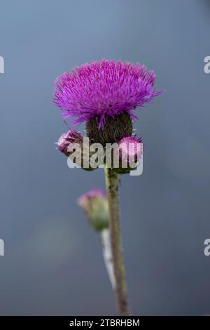 Chardon mélancolique, Cirsium heterophyllum Banque D'Images