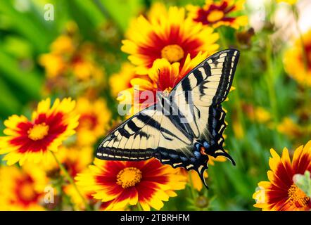 Macro d'un papillon à queue d'aronde tigre de l'Ouest (papilio rutulus) se nourrissant de fleurs rouges et jaunes corepsis. Vue de dessus avec ailes écartées ouvertes. Banque D'Images