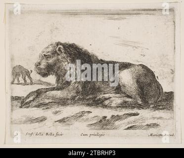 Lion couché, plaque 5 de 'Various Animalis' (Diversi Animali) 1917 par Stefano della Bella Banque D'Images