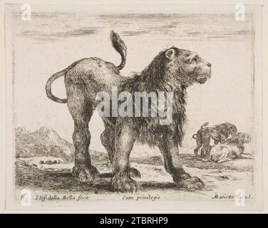 Lion, planche 6 de 'divers animals' (Diversi Animali) 1917 de Stefano della Bella Banque D'Images