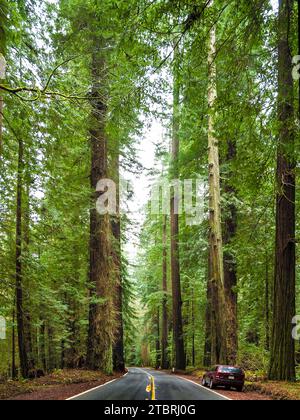 The Avenue of the Giants, Humboldt Redwoods State Park, Californie, États-Unis, Banque D'Images
