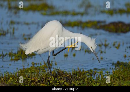 Little Egret (Egretta garzetta), plumage reproducteur, près de Seal point, Eastern Cape, Afrique du Sud Banque D'Images