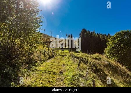 Pâturage alpin contre la lumière, Fröstlberg, Rauris, Vallée de Rauris, Pinzgau, Salzburger Land, Autriche Banque D'Images