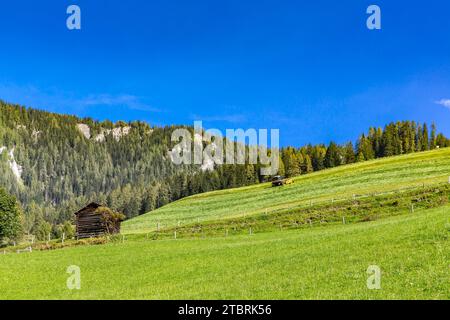 Tracteur tournant le foin, sur le pâturage alpin, Fröstlberg dans la vallée de Rauris, Rauris, Pinzgau, Salzburger Land, Autriche Banque D'Images