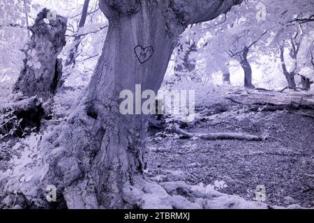 Europe, Allemagne, Hesse, Hesse du Nord, Waldecker Land, parc naturel de Kellerwald-Edersee / Parc National, Bad Wildungen, Hutebuchen sur le Halloh, sculpté h Banque D'Images