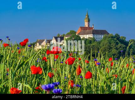 Coquelicots et bleuets fleurissant sur un champ de maïs près du monastère d'Andechs, Erling, haute-Bavière, Bavière, Allemagne, Europe Banque D'Images