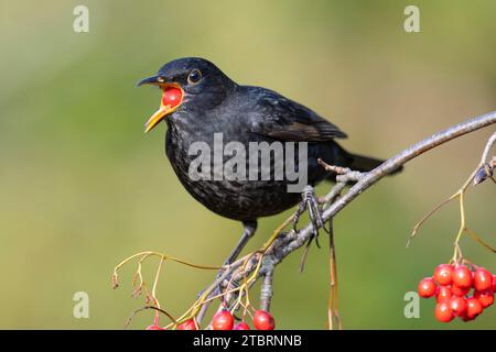 Oiseau noir mâle (Turdus merula) se nourrissant de baies de rowan, Yorkshire, Angleterre. Banque D'Images