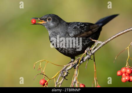 Oiseau noir mâle (Turdus merula) se nourrissant de baies de rowan, Yorkshire, Angleterre. Banque D'Images