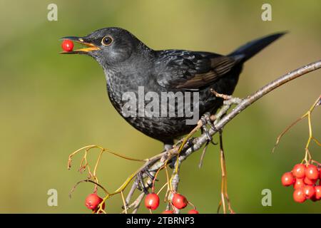 Oiseau noir mâle (Turdus merula) se nourrissant de baies de rowan, Yorkshire, Angleterre. Banque D'Images