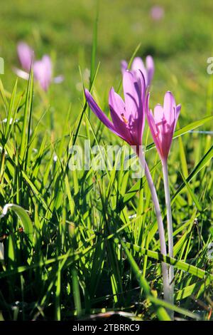 Crocus dans les prairies à bosse près de Mittenwald, rétro-éclairage, atmosphérique, Europe, Allemagne, Bavière, haute-Bavière, Werdenfelser Land, Isar Valley Banque D'Images