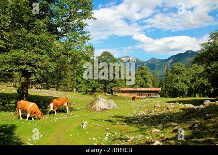 Le Tortalalm, Niederleger, sur le circuit de randonnée Tortal Rohntal Runde, repéré le bétail paissant paisiblement sur le pré alpin devant un érable, Banque D'Images