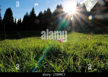 Prairie de Crocus dans les prairies à bosse près de Mittenwald, rétro-éclairage, atmosphérique, Europe, Allemagne, Bavière, haute-Bavière, Werdenfelser Land, Isar Valley Banque D'Images