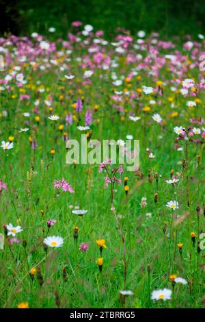 Prairie de fleurs sauvages aux margarites Leucanthemum, fleur de coucou, Lychnis flos-culi, Autriche, Tyrol, Wattener Lizum Banque D'Images