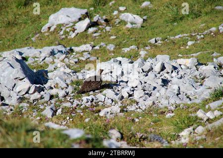 Rock Ptarmigan (Lagopus muta) sur la Pleisenspitze (2569m) en plein été, beau temps, Scharnitz, Tyrol, Autriche Banque D'Images