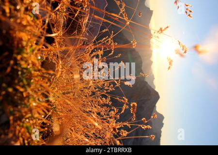 Vue sur le Karwendel, randonnée à la Pleisenspitze (2569m), herbes rétro-éclairées par le soleil levant, milieu de l'été, beau temps, Scharnitz, Tyrol, Autriche Banque D'Images