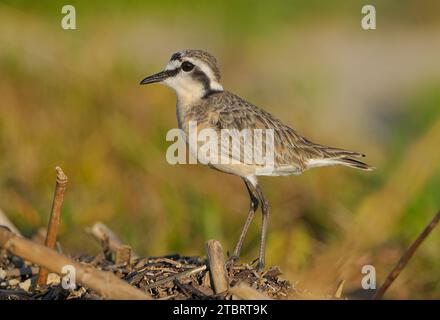 Kittlitz's Plover (Charadrius pecuarius), estuaire de la rivière Bot, Overberg, Afrique du Sud, Banque D'Images