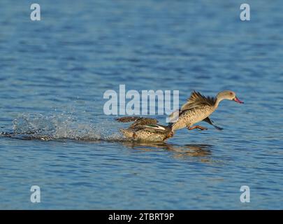 Cape Teal (Anas capensis), estuaire de la rivière Bot, Overberg, Afrique du Sud. Banque D'Images