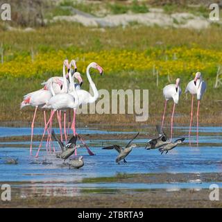 Flamingos (Phoenicopterus roseus) avec sarcelles du Cap (Anas capensis), estuaire de la rivière Bot, Overberg, Afrique du Sud, Banque D'Images