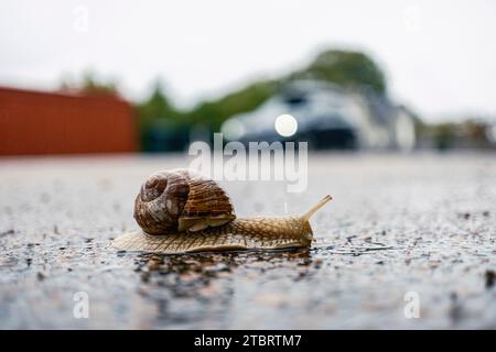 Escargot de vignoble sur asphalte humide, Mölle, Suède Banque D'Images