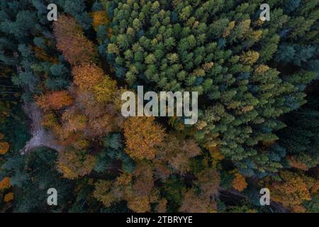 Au milieu de la forêt de Rieseneck, près des terrains de chasse, un bâtiment très spécial sort de la cime des arbres. La forme de tour de la Herzogstuhl en fait une destination de randonnée extrêmement attrayante. Banque D'Images