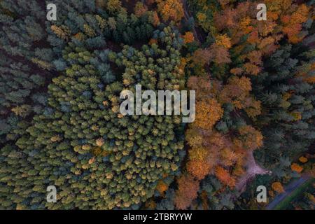 Au milieu de la forêt de Rieseneck, près des terrains de chasse, un bâtiment très spécial sort de la cime des arbres. La forme de tour de la Herzogstuhl en fait une destination de randonnée extrêmement attrayante. Banque D'Images