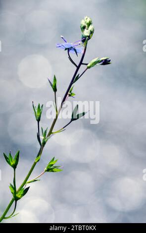 Europe, Allemagne, Hesse, Parc naturel de Lahn-Dill-Bergland, fleurs de germander speedwell (Veronica chamaedrys) Banque D'Images