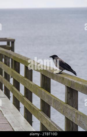 Allemagne, Mecklembourg-Poméranie occidentale, Île d'Usedom, jetée, rambarde, corbeau brouillard Banque D'Images