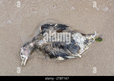 Allemagne, Mecklembourg-Poméranie occidentale, île d'Usedom, oiseau mort sur la plage Banque D'Images