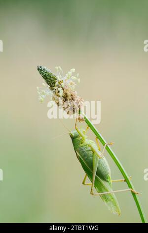 Grand grillon vert (Tettigonia viridissima), mâle sur plantain de Ribwort (Plantago lanceolata), Rhénanie du Nord-Westphalie, Allemagne Banque D'Images