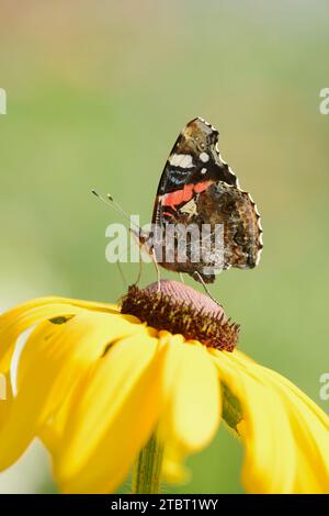 Amiral (Vanessa atalanta, Pyrameis atalanta), Rhénanie du Nord-Westphalie, Allemagne Banque D'Images