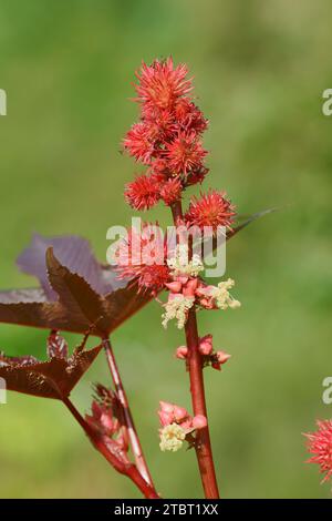 Arbre miracle (Ricinus communis), bouquet de fruits Banque D'Images