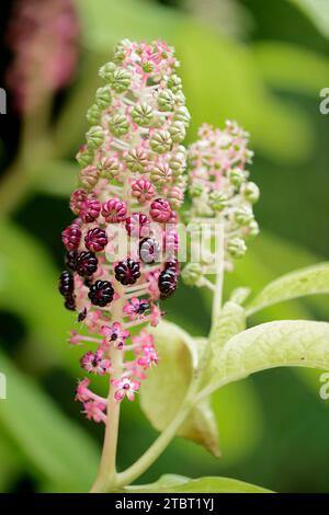 Pokeweed indienne (Phytolacca acinosa), bouquet de fruits Banque D'Images