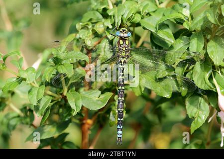 Libellule mosaïque bleu-vert (Aeshna cyanea), mâle, Rhénanie du Nord-Westphalie, Allemagne Banque D'Images