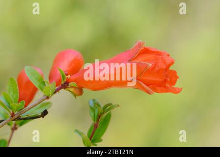 Grenade naine (Punica granatum var. nana), fleur Banque D'Images
