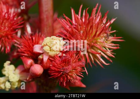 Arbre miracle (Ricinus communis), bouquet de fruits Banque D'Images