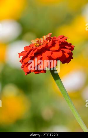 Zinnia Zinnia elegans) (fleur, Banque D'Images