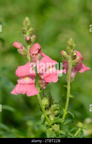 Grand snapdragon ou jardin snapdragon (Antirrhinum majus) Banque D'Images