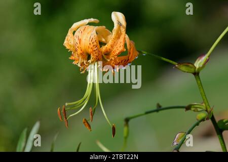 Lys du chapeau du turc géant (Lilium henryi), fleur, occurrence en Chine Banque D'Images