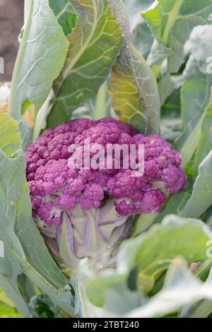 Chou-fleur violet (Brassica oleracea var. botrytis) Banque D'Images