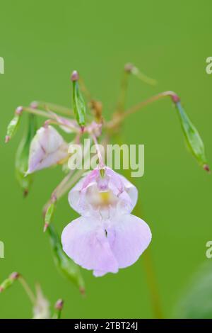 Baume de l'Himalaya ou baume de l'Inde (Impatiens glandulifera), fleurs et capsules fruits, Rhénanie du Nord-Westphalie, Allemagne Banque D'Images