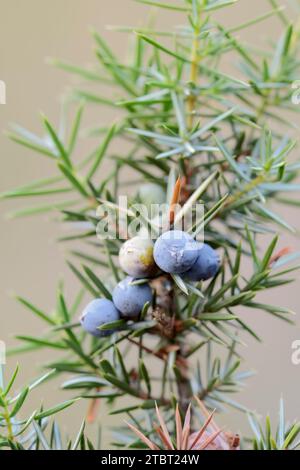 Genévrier commun (Juniperus communis), branche fruitée, Rhénanie du Nord-Westphalie, Allemagne Banque D'Images