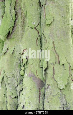 Coing de poire Bereczki (Cydonia oblonga), écorce d'arbre Banque D'Images
