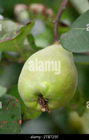 Coing de poire Bereczki (Cydonia oblonga), fruit de coing sur l'arbre Banque D'Images